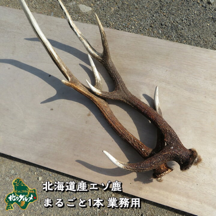 楽天市場】【北海道産】エゾシカ/鹿 角 まるごと1本 業務用 用途自由  