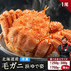北海道産 毛ガニ 1尾 【浜茹で急速冷凍 姿】 採れたての毛蟹を新鮮なうちに浜茹でに！ 毛蟹 毛カニ 毛かに 毛がに カニ 蟹 北海道