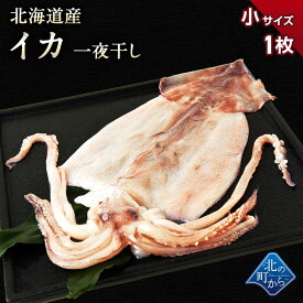 スルメイカ 北海道 知床産 一夜干し小1枚 肉厚スルメイカを一塩にて一夜干しにしました！ するめいか いか イカ 烏賊 冷凍イカ 干物 お取り寄せ 国産 おつまみ