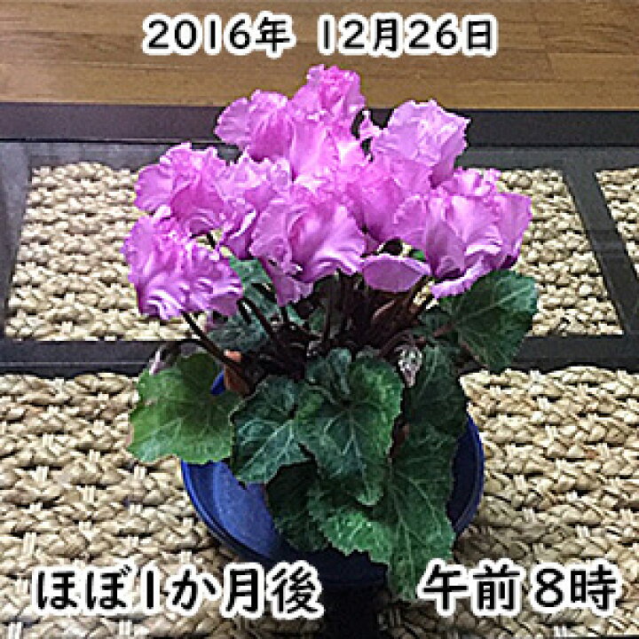 楽天市場 植物活性熊笹エキス 999サンキュー 100ml 花 観葉植物 花卉園芸 家庭菜園 熊笹エキス 北のささ 楽天市場店