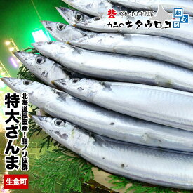 ご家庭の味方！ 北海道 根室産 特大 冷凍サンマ 1.5kg 1箱 9〜11尾入 お刺身可 送料無料 さんま 秋刀魚 父の日 お中元