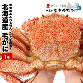 ＼年末予約可★さらにエントリーでポイント10倍／ 北海道産 毛ガニ 1尾 800g 大サイズ 送料無料 毛蟹 お歳暮 御歳暮 ギフト かに カニ 蟹 ka