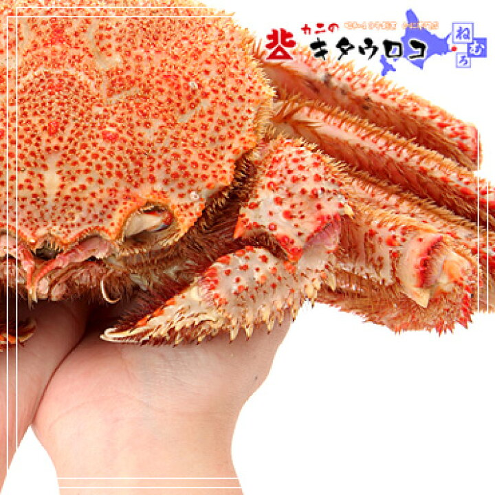 楽天市場】【年末指定OK】特大毛がに 800~900g×1尾入 送料無料 北海道当店工場加工お取り寄せ 毛ガニ 毛蟹 かに カニ 蟹 年末指定OK : カニのキタウロコ 楽天市場】【年末指定OK】特大毛がに 800~900g×1尾入 送料無料 北海道当店工場加工お取り寄せ 毛ガニ 毛蟹 かに カニ 蟹 年末指定OK : カニのキタウロコ
