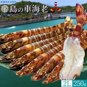 ̎ԊCVmVѐn ܂܁y2LzԂ 250gm6-7n炿 V ԃGr hg F{Y N}Gr   xH ԂԁmΕ NX}Xv[