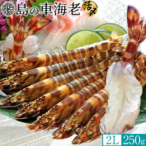 ̓̎ԊCV hg YⓀ y2Lz250gm6-7nV 炿 Ԃ F{Y 쓇 N}Gr {B Ԃ GrtC ĂmΕ NX}Xv[g ӂ邳ƃM