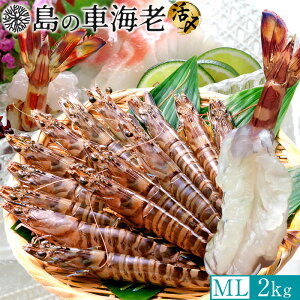 ̎ԊCV hgmVѐnYⓀyMLz2kgm60-88nV 炿 Ԃ F{Y 쓇 N}Gr {B H Ԃ GrtC ĂmΕ NX}Xv[g 