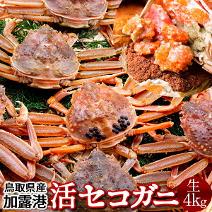 ZRKjmn4kg(24-32) qmɋ2025nZCRKj I 挧Y eI X I ZCRI  ZɁmΕ NX}Xv[g ӂ邳ƃMtgn