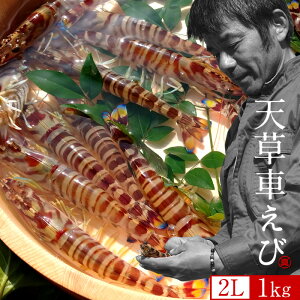 ԊCVmVсn܂ y2LzԂ 1kgm30-32n炿 V ̎ԊCV Y ێR hg F{Y N}Gr   Hו xH Ԃ 