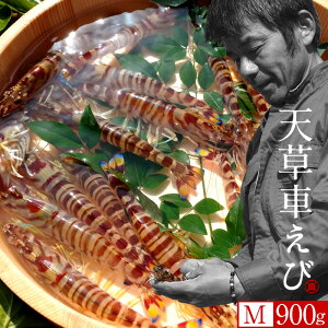 ԊCVmVсn܂ ԃGryMz900gm36-39n炿 V ̎ԊCV Y ێR hg F{Y N}Gr   Hו xH Ԃ  