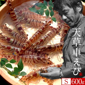 ԊCVmVсn܂ ԃGrySz600gm28-32n炿 V ̎ԊCV Y ێR hg F{Y N}Gr   Hו xH Ԃ  