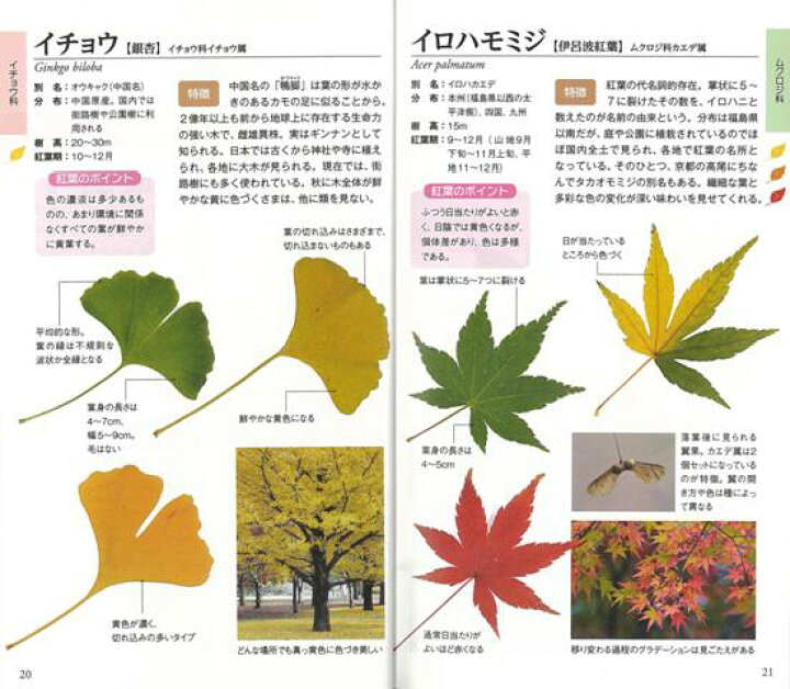 楽天市場 紅葉のきれいな樹木図鑑 ポケット版 バーゲンブック 亀田 龍吉 家の光協会 理学 工学 植物 農学 ブック 図鑑 ハンド アジアンショップ楽天市場店
