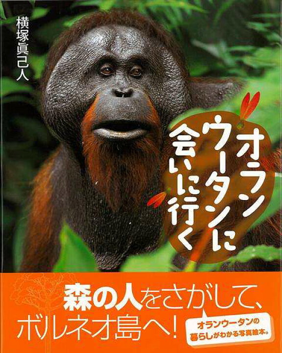 楽天市場 オランウータンに会いに行く バーゲンブック 横塚 眞己人 偕成社 子ども ドリル 低学年向読み物 絵本 低学年向読み物 絵本 えほん アジア 低学年 写真 読み物 動物 写真家 写真集 アジアンショップ楽天市場店 楽天市場 オランウータンに会いに行く バーゲンブック 横塚 眞己人 偕成社 子ども ドリル 低学年向読み物 絵本 低学年向読み物 絵本 えほん アジア 低学年 写真 読み物 動物 写真家 写真集 アジアンショップ楽天市場店