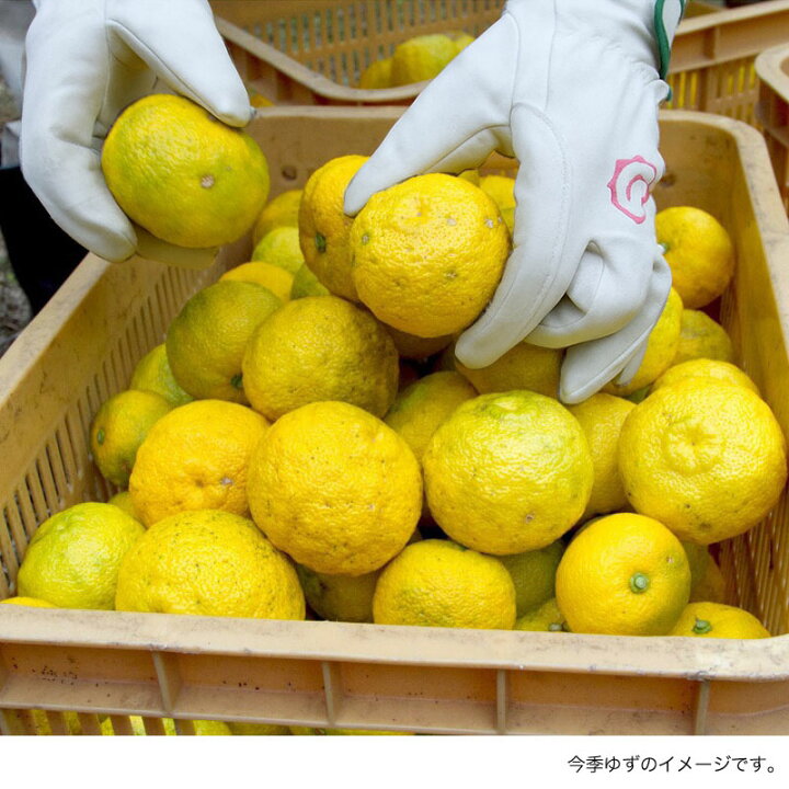 楽天市場 徳島県 木頭産 柚子 ゆず 農薬 化学肥料不使用栽培の木頭柚子 黄玉 5kg 約50個 増量中 黄金の村 徳島 木頭ゆず ゆず ユズ Yuzu 黄玉 自家農園 農薬 化学肥料不使用 特別栽培 果皮 肉厚 良い香り 酸味 ゆず湯 ユズ湯 木頭ゆず楽天市場店