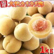【10/7入荷予定】 カリカリ梅 梅干し 個包装 駄菓子 熱中症対策 国産 無着色 おつまみ 徳用 大粒 お茶請…