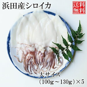イカ 最高級の人気商品 通販 価格比較 価格 Com