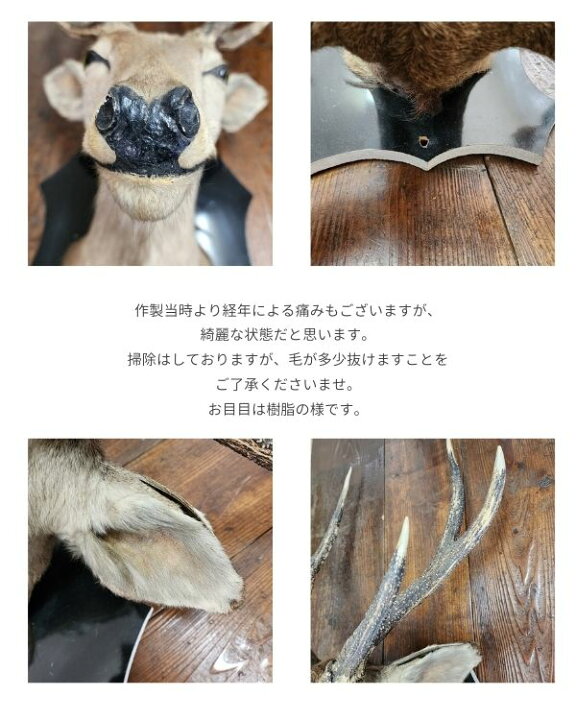 楽天市場】ハンティングトロフィー 鹿 オブジェ 壁掛け 剥製 シカ 狩猟 