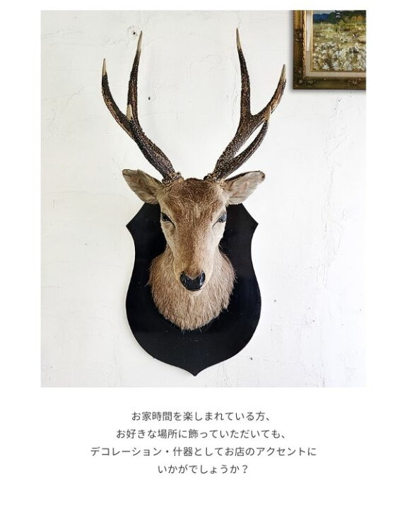 楽天市場】ハンティングトロフィー 鹿 オブジェ 壁掛け 剥製 シカ 狩猟 