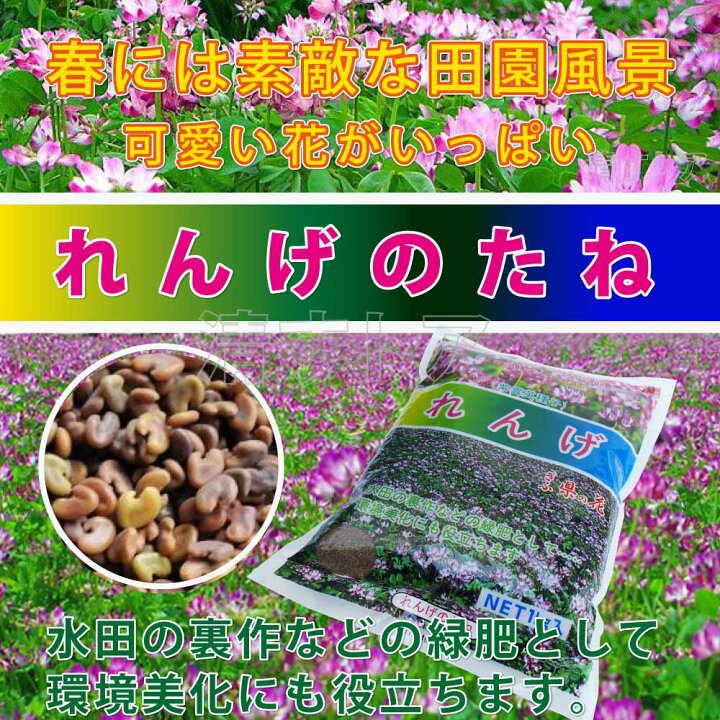 楽天市場 レターパック便 レンゲ草の種 １kg 2袋 1袋あたり1600円 紫雲英種子 蓮華草 れんげそうのたね 清すトア 楽天市場店