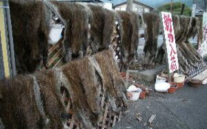 楽天市場 天然猪肉専門店 猪肉のキザキ 猪グッズ 本物の猪の牙や毛皮 たて髪など 猪肉のキザキ