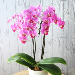 JXj v[g av[g  50 Ӓ A  j ꂳ wIׂ ~fB Ӓx  Ԕ  Mtg ~jӒ ` c 70 60 80 90 Êj җ 