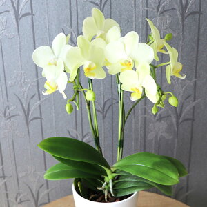 JXj v[g av[g  50 Ӓ A  j ꂳ wIׂ ~fB Ӓx  Ԕ  Mtg ~jӒ ` c 70 60 80 90 Êj җ 