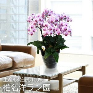  NސE j v[g w Ŗm  ~fBӒ 88F 픫 x Vzj Fl JXj  T A Mtg Ӓ ~fB j ϗtA  av
