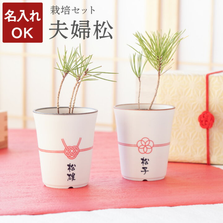 楽天市場 ペアギフト 両親 ペア ミニ盆栽 室内 プレゼント 名入れ 縁起木 栽培セット 夫婦松 黒松 盆栽 松 キット 栽培キット おしゃれ 名前入り お父さん お母さん 還暦祝い 古希 喜寿 米寿 祝い おじいちゃん おばちゃん 祖父 祖父 年配 クリスマス