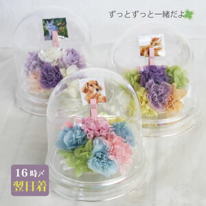 ytwz ybg   vU[uht[  h[ w[ |bgx ~j   蕨 ʐ^ e  ybg{  49 l\ @v   