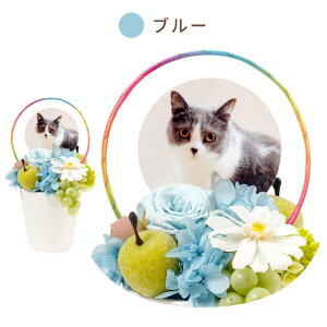 ytwz vU[uht[  ybg ފ  w ̋ x ~j d    蕨 l\ @v AObY ʐ^ A ybg{ { 