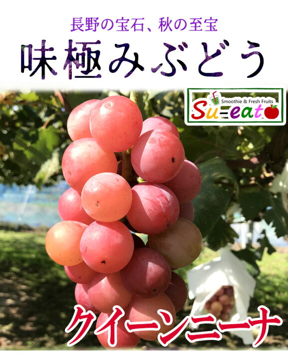 楽天市場】10月中旬発送 特選 クイーンニーナ 種なし ぶどう 長野県産 