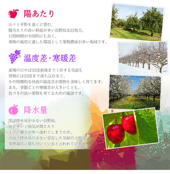 楽天市場 7月下旬 8月上旬発送 生プルーン トレジティ 長野県産 2キロ レビューを書いたら0円クーポン Su Eat Farm Obuse