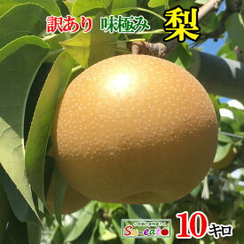 本日限定10%OFF 9月上旬〜中旬　幸水　梨　訳あり　減農薬 長野県産 10キロ　レビューを書いたら200円クーポン