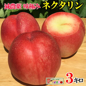 7�����{�`���{�@�l�N�^���� �@�T�}�[�N���X�^���@�󂠂� ���_�� ���쌧�Y 3�L��