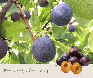 7�����{�`���{�@���v���[�� �A�[���[���o�[ ���쌧�Y 2�L��