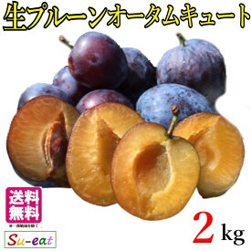 9月中旬〜下旬　生プルーン オータムキュート 長野県産 2キロ