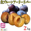 7月中旬〜下旬　生プルーン アーリーリバー 長野県産 2キロ