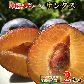 8月上旬〜中旬　サンタス　生プルーン　減農薬　長野県産 2キロ