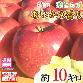 11月上旬〜中旬　特選 あいかの香り りんご 減農薬 10キロ