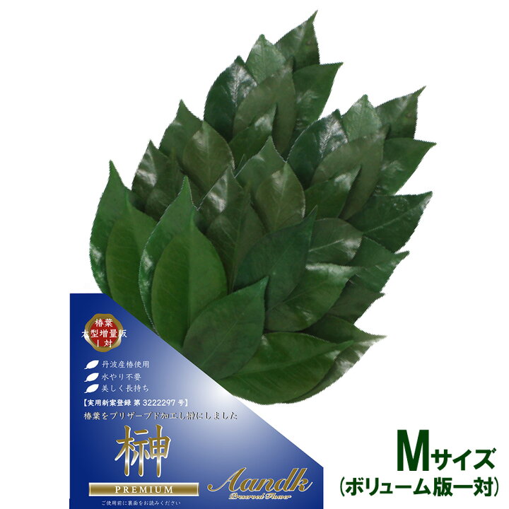 楽天市場】プリザ 「プレミアムプリザーブド 榊 Mサイズ(ボリューム 