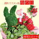 母の日 プレゼント 遅れてごめんね カーネーション おまかせ トピアリーモス 花 ギフト 2019 母の日ギフト 母の日プレゼント 鉢植え アレンジメント あす...