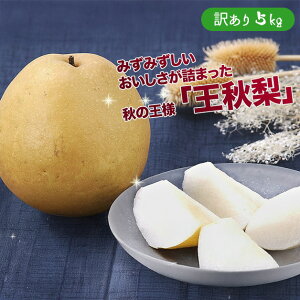 yoג!!zP[X  H イȂ Ȃ iV 󂠂 5kg Z  a ԗ t[c ʕ  p ƒp t[hX ܂Ƃߔ 󂠂  yBOz[HiP[