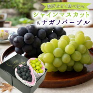 ＼遅れてごめんね／ 敬老の日 ナガノパープル シャインマスカット 種無し ぶどう セット ギフト フルーツ…
