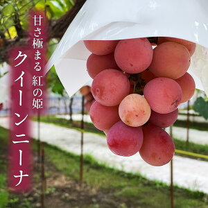 yoג!!zP[X  R NCj[i ԂԂǂ   Mtg  䒆 j  p  󂠂 { lߍ킹 yBOz [NC[j[iiP[Xj]