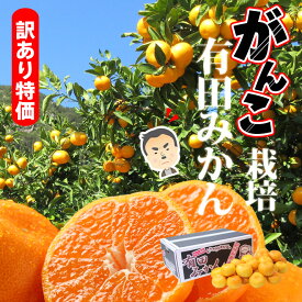楽天市場 鹿児島 収穫方法 みかん 晩生 フルーツ 果物 食品 の通販