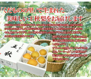 店長激オシ送料無料!!みずみずしいおいしさが詰まった秋の王様「王秋梨」5kg