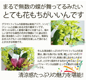 グラマトフィラム【お中元】【御祝】【御供え】
