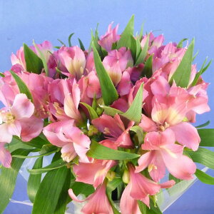 ؂ AXgA 5{ F܂ ؉  yJFz [؂/AXgA5{]