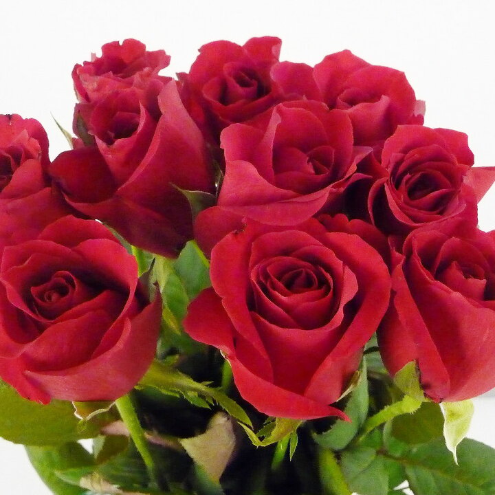 楽天市場 バラ 薔薇 ばら 5本 切花 生花 切り花 造花ではありません お色おまかせ ｈａｎａファクトリー