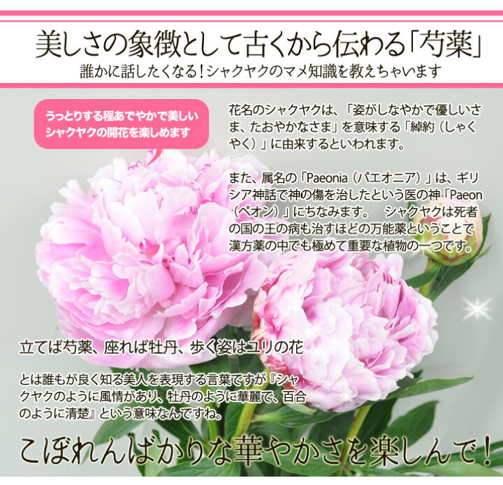 楽天市場 シャクヤク 芍薬 八重咲き 切り花 ピンク 30本 送料無料 しゃくやく シャクヤク 芍薬 ｈａｎａファクトリー