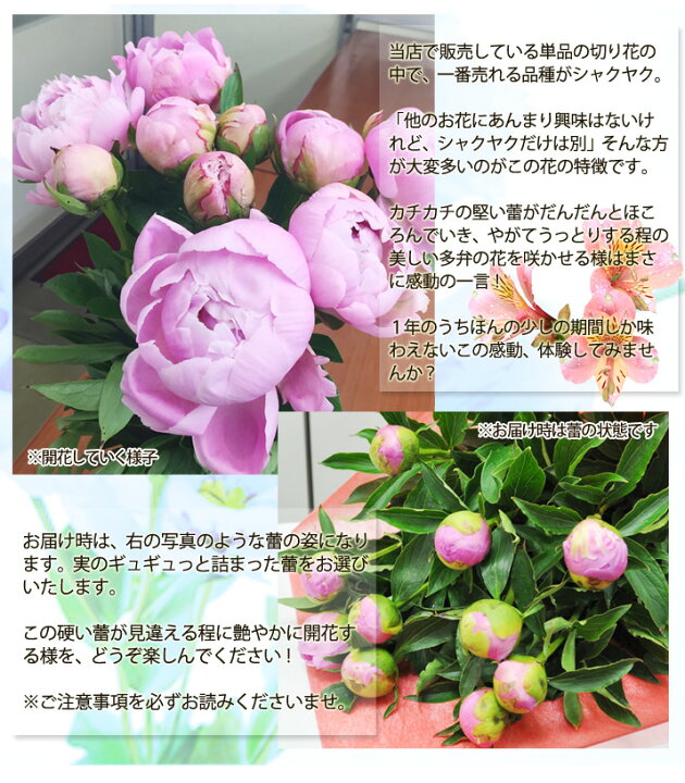 楽天市場 シャクヤク 芍薬 八重咲き 切り花 ピンク 30本 送料無料 しゃくやく シャクヤク 芍薬 ｈａｎａファクトリー